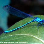 The Blue Dragonfly Society
